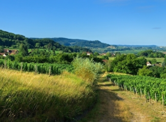 Echappée Jurassienne Pédestre - Étape 4 : Salins les Bains - Montigny les Arsures - SALINS-LES-BAINS